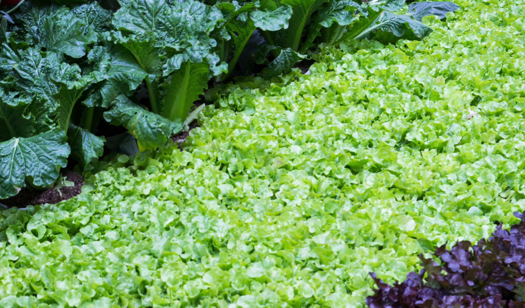 salad vegetable farm