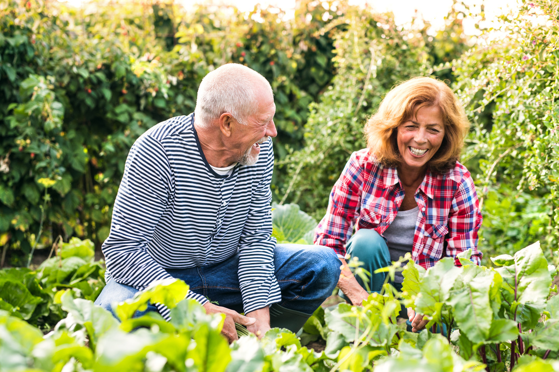 Senior Couple Gardening in the Backyard Garden