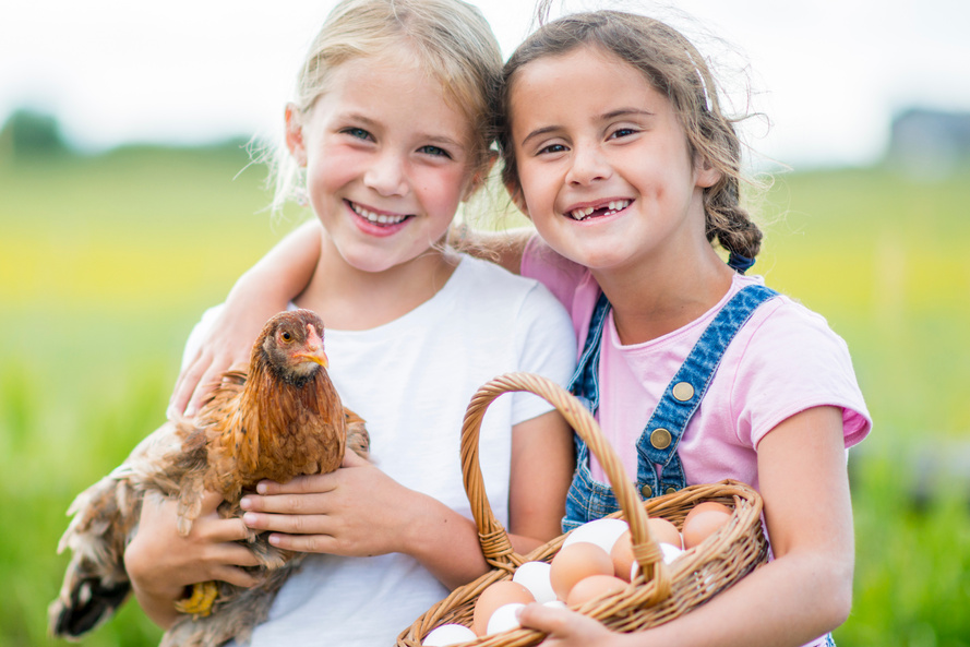 Gathering Eggs on the Farm