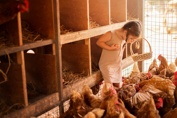 Young Girl Collecting Eggs at the Chicken Coop